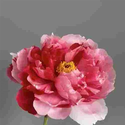 Мулти - Боја божура